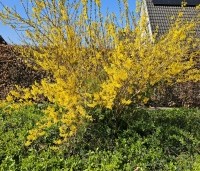 Forsythia intermedia 'Spectabilis' - Chinees klokje 'Spectabilis' - vakbeplanting - 1