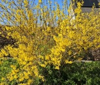 Forsythia intermedia 'Spectabilis' - Chinees klokje 'Spectabilis' - vakbeplanting - 2