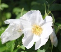Rosa rugosa 'Alba' - Bottelroos - 1