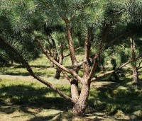 Pinus sylvestris - Grove den - krachtige vorm meerstammige grove den