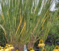 Panicum virgatum 'Northwind' - Vingergras 'Northwind' - 3