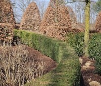 Taxus baccata - Venijnboom - gebogen haag met beukvormen