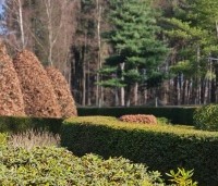 Taxus baccata - Venijnboom - 1