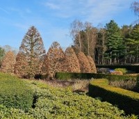 Taxus baccata - Venijnboom - 2