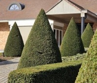 Taxus baccata - Venijnboom - kegels en haag