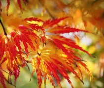 Acer palmatum 'Dissectum' herfstkleur