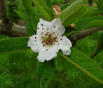 Bloesem mispel