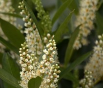 Prunus lau. 'Otto Luyken'