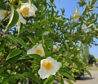 Stewartia pseudocamellia - Schijncamelia - 6