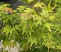 Acer palmatum 'Sangokaku' - Japanse Esdoorn 'Sangokaku' - 1