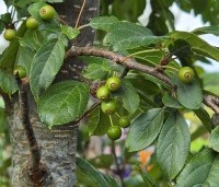 Malus toringo - Sierappel 'Toringo' - 2