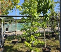 Liquidambar styraciflua 'Rotundiloba - Amberboom 'Rotundiloba' - 2