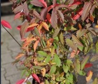 Itea virginica 'Henry's Garnet'  - Bloemwilg 'Henry's Garnet' - 3