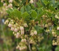 Enkianthus campanulatus - Pronkklokje - 1