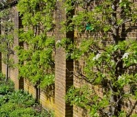 Pyrus com. 'Williams' - Pyrus com. 'Williams' - voorbeeld leivormen