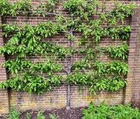 Pyrus com. 'Williams' - Pyrus com. 'Williams' - voorbeeld leivormen