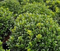 Ilex meserveae 'Heckenstar' - Ilex meserveae 'Heckenfee' - gesnoeid als bolvorm