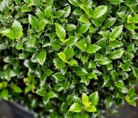 Ilex meserveae 'Heckenstar' - Ilex meserveae 'Heckenfee' - 1