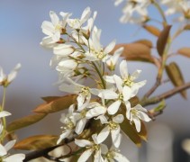 Amelanchier laevis Ballerina