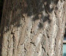 Ginkgo Biloba