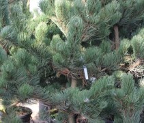 Pinus nigra Oregon Green met volle takken