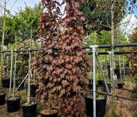 Acer platanoides 'Crimson Sentry' - Roodbladige Noordse Esdoorn - 1