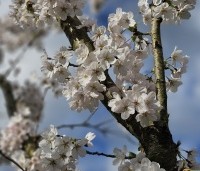 Prunus x yedoensis  - Yoshinokers - 3