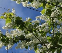 Prunus padus - Europese vogelkers - 1