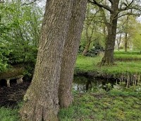 Alnus glutinosa - Zwarte Els - 1