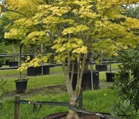 Acer palmatum 'Summer Gold' - Japanse Esdoorn 'Summer Gold' - 3