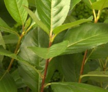 Aronia melanocarpa blad