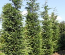 Cupressocyparis x Leylandii