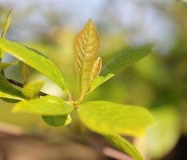 Nyssa sylvatica