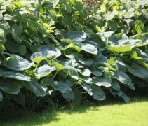 De Hosta sieb. 'Elegans' in een door ons gerealiseerd project
