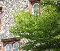 Fagus sylvatica 'Aspleniifolia'