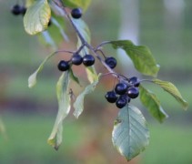 Frangula Alnus