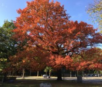 Quercus Rubra