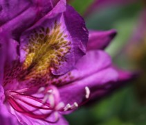 Rododendron 'Marcel Menard' struiken leveren wij in verschillende maten