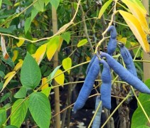 Decaisnea Fargesii