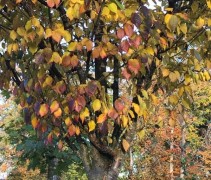 Prunus 'Umineko'