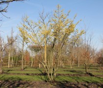 Toverhazelaar 'Arnolds Promise', meerstammige solitaire boom