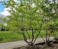 Parrotia persica - Perzisch IJzerhout - 6