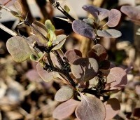 Berberis thunbergii 'Atropurpurea' - Rode Berberis - uitloop blad in maart