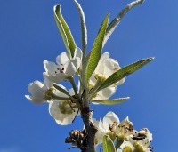 Pyrus salicifolia 'Pendula' - Wilgbladige peer - 3
