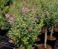 Syringa bloomerang  'Pink Perfume' - Sering 'Pink Perfume'   - 1