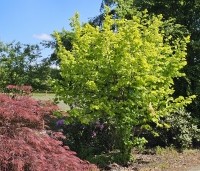 Corylus avellana 'Aurea' - Goudhazelaar - 1