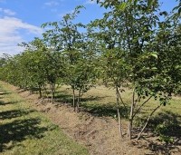 Prunus 'Accolade' - Japanse Sierkers - meerstammen op de kwekerij juli 2025