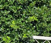 Ilex aquifolium 'J.C. van Tol' - Beshulst 'J.C. van Tol' - 2