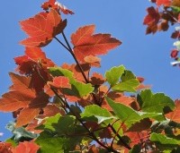 Acer rubrum 'Summer Red'  - Amerikaanse Esdoorn - 1