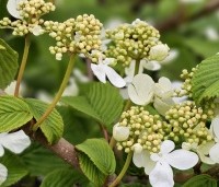 Viburnum plicatum 'St Keverne' - Japanse Sneeuwbal  'St Keverne' - 3